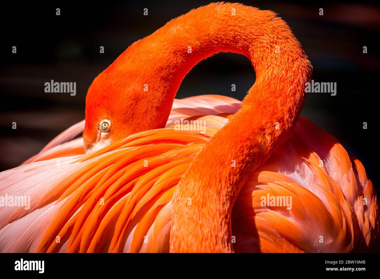 Der amerikanische Flamingo ruht den Kopf Stockfoto