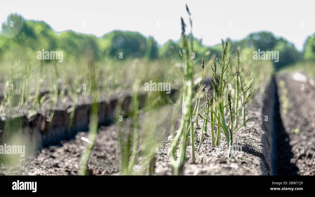 Hamberge, Deutschland. Mai 2020. Spargelsprossen aus den Spargelstämmen nach Ende der Erntezeit in diesem Feld. Die Pflanzen wurden bewusst nicht geerntet, können sich in diesem Jahr erholen und werden in der nächsten Saison gestackt. Quelle: Markus Scholz/dpa/Alamy Live News Stockfoto