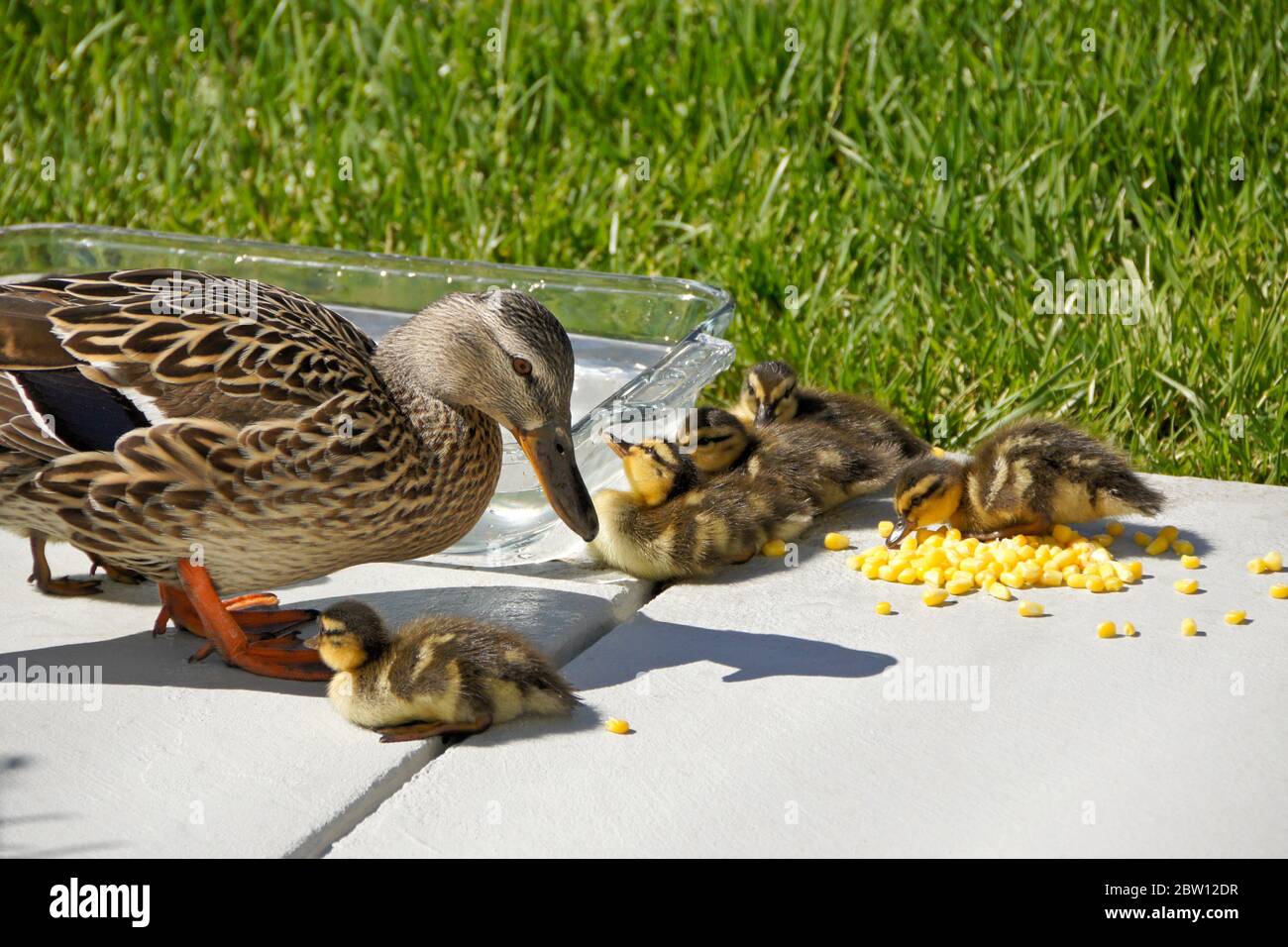 Weibliche (Henne) Stockente und Entenküken essen gefrorenen Mais in der Nähe Schüssel mit frischem Wasser auf der Terrasse im Hinterhof von Südkalifornien Haus Stockfoto