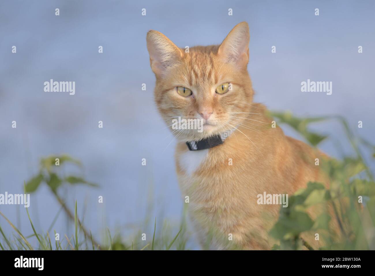 Direkt in die Kamera schauend, ist diese Ingwer-Tabby-Katze inmitten von Laub. Der bläuliche Hintergrund wird durch den Teich, den die Pflanzen umgeben, bereitgestellt. Stockfoto