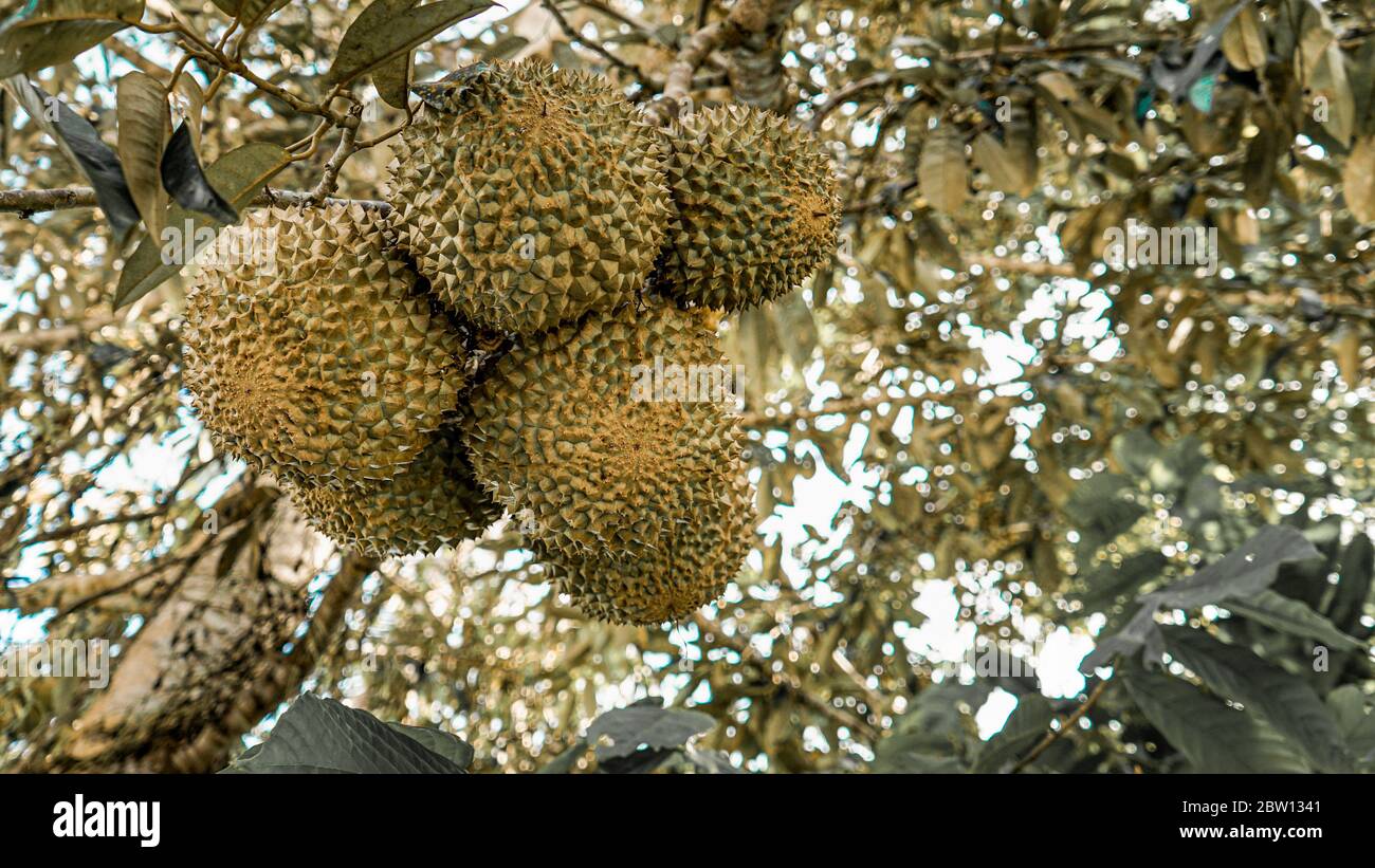 Nahaufnahme von Durian auf dem Baum Stockfoto