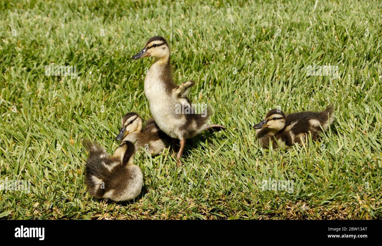 Mallard Entlein ruhen, Preen und flattern kleine Flügel auf dem Rasen eines Hauses in Südkalifornien Stockfoto