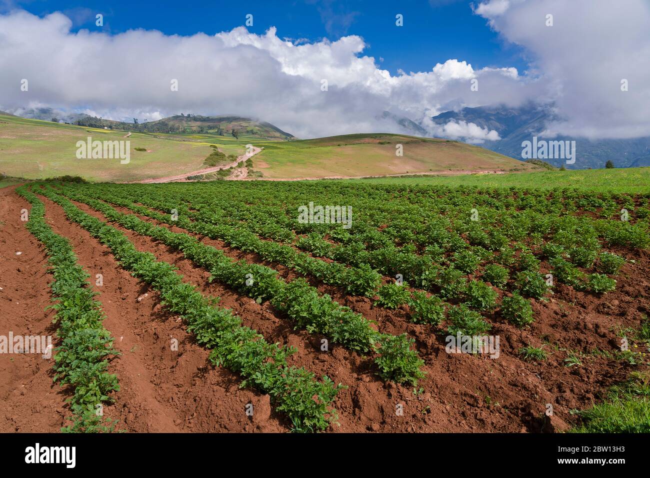 Kartoffelfeld im Heiligen Tal von Peru, in der Nähe von Moray. Stockfoto