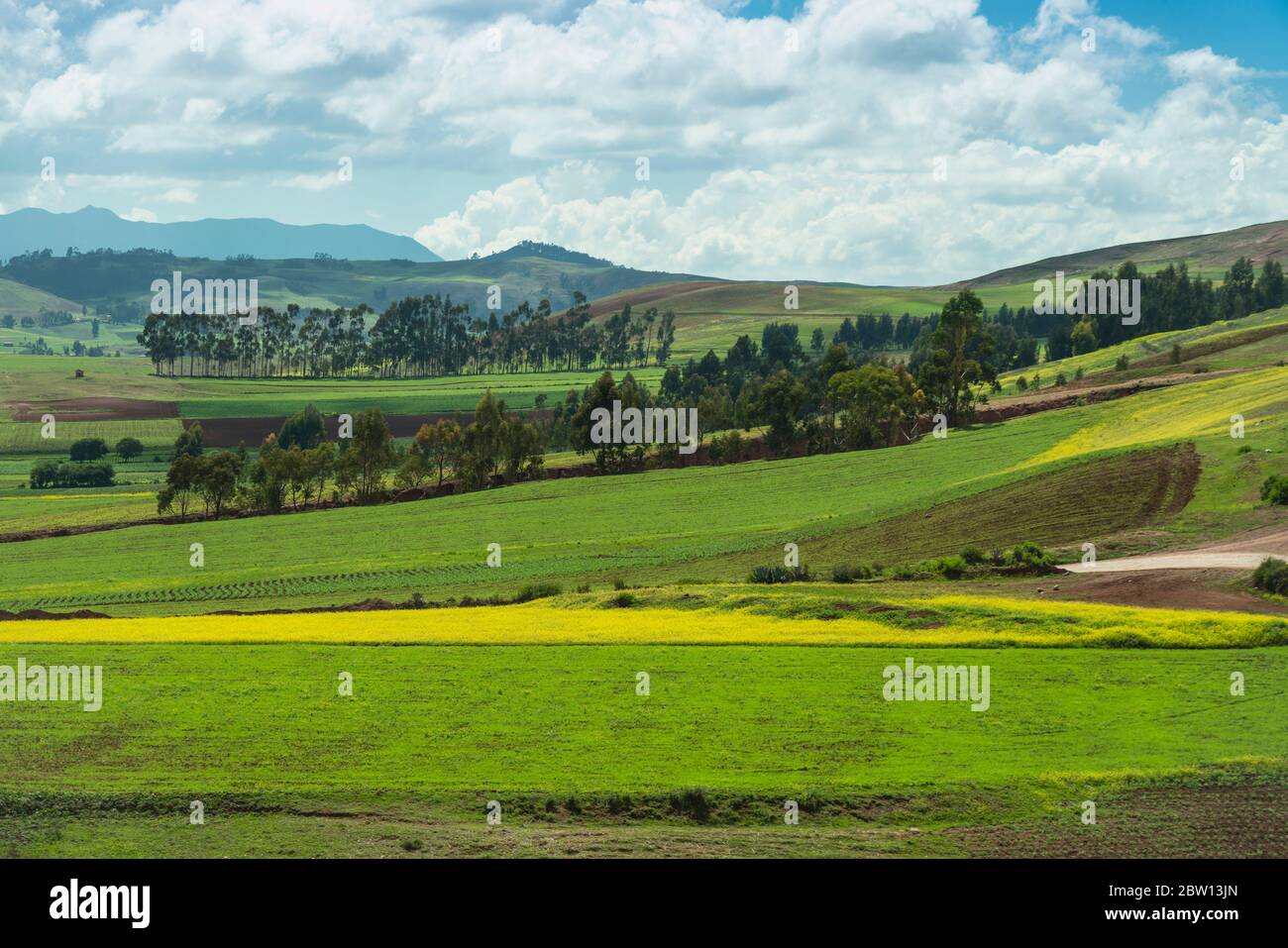 Kartoffel- und Senffelder im Heiligen Tal von Peru bei Maras. Stockfoto