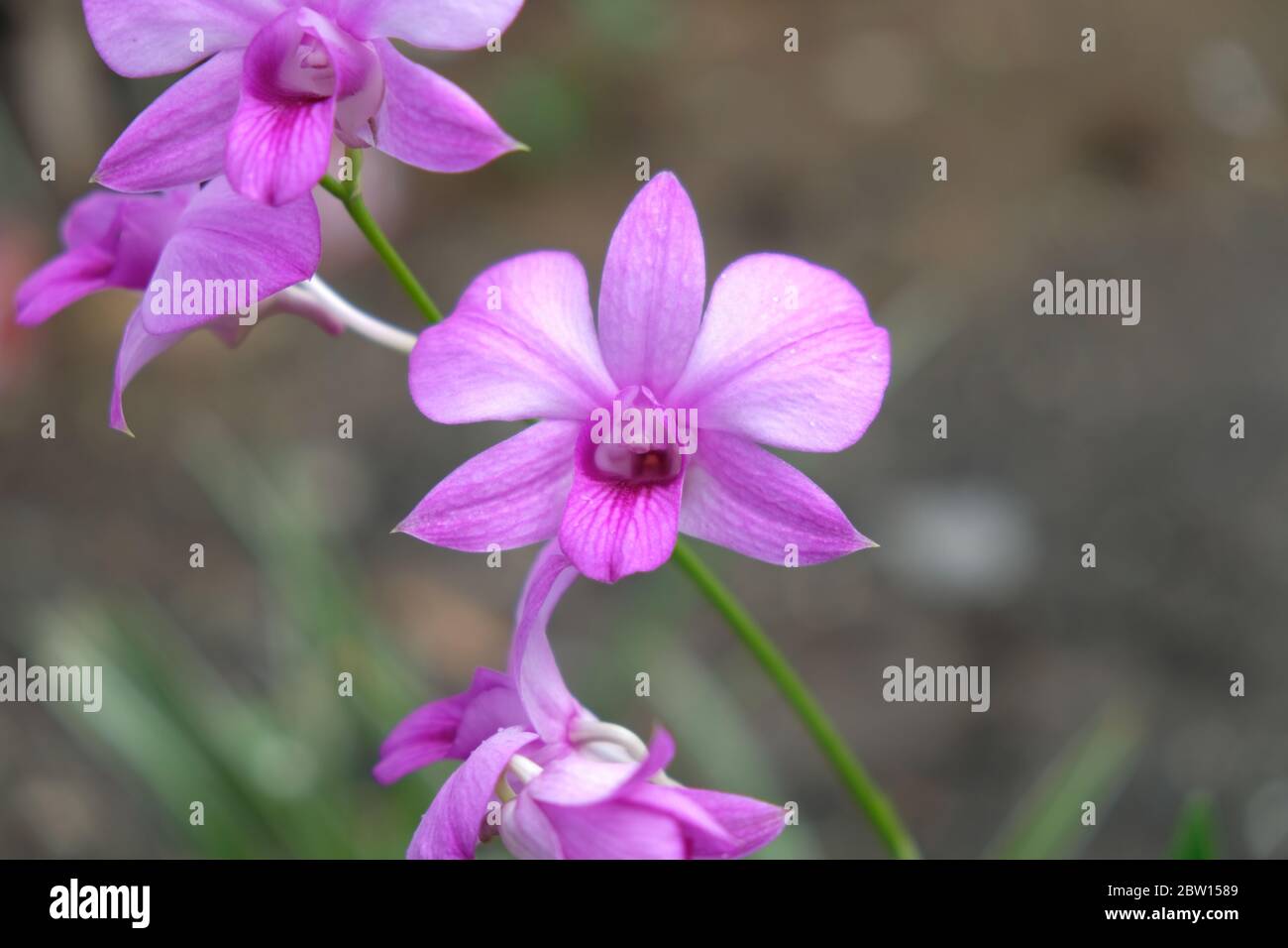 Schöne rosa Orchideenblumen Nahaufnahme. dendrobium Orchidee. Rosa und weiße Orchidee isoliert auf grünem Hintergrund. Orchideenblüte im Garten. Stockfoto