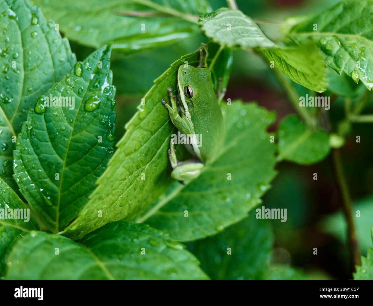 Amerikanischer Grünbaumbrosch, Hyla cinerea, eine Art des neuen Weltbaumbrosches, der auf einem grünen Pflanzenblatt in einem heimischen Garten ruht. Stockfoto