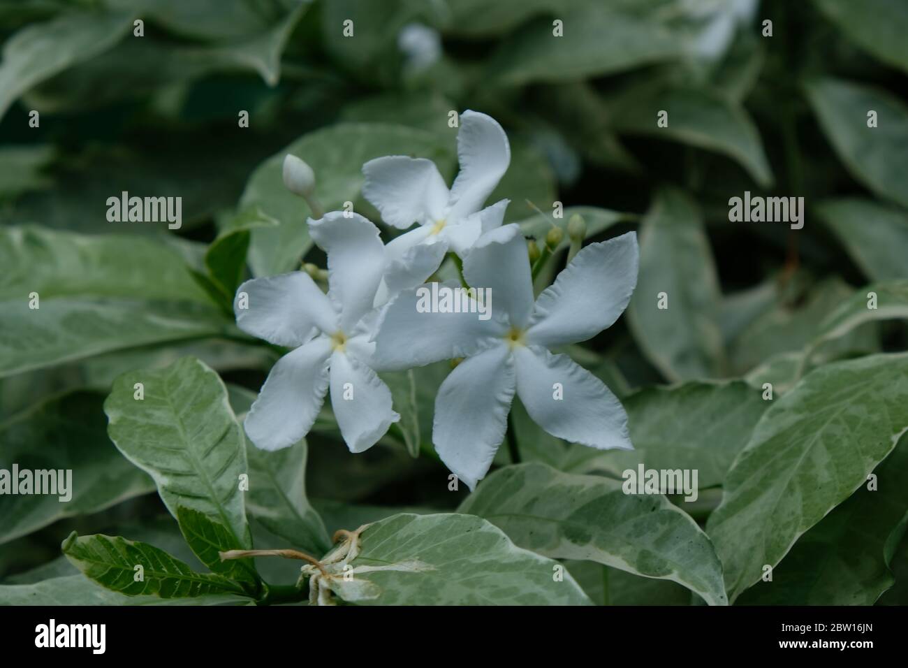 Thai weiße Jasminblüte im Garten, Nahaufnahme Blume Foto Stockfoto