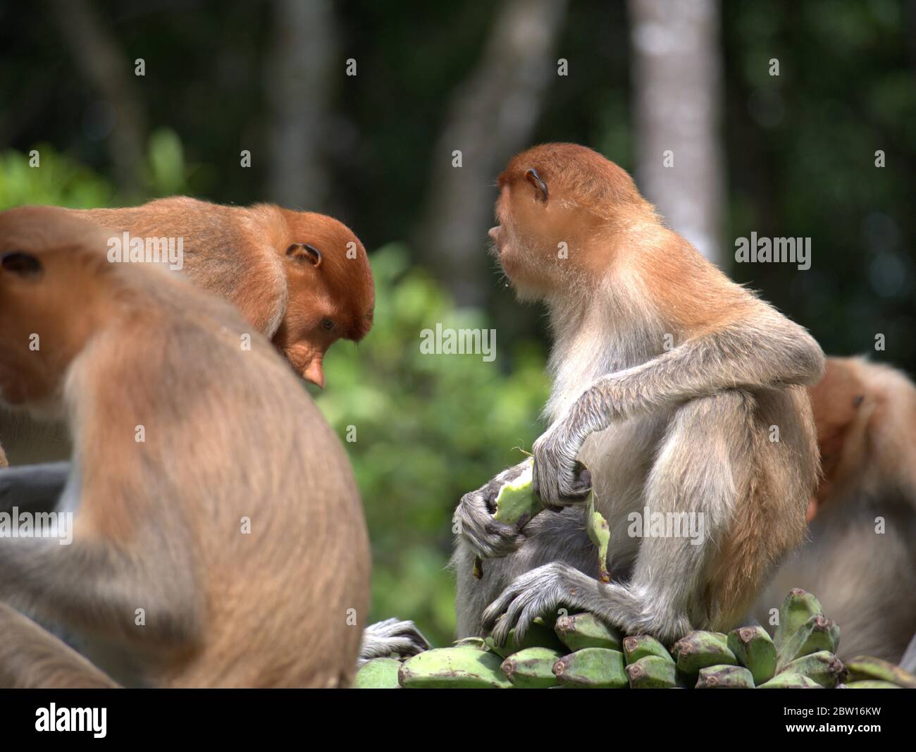 Der Proboscis-Affe isst Bananen Stockfoto