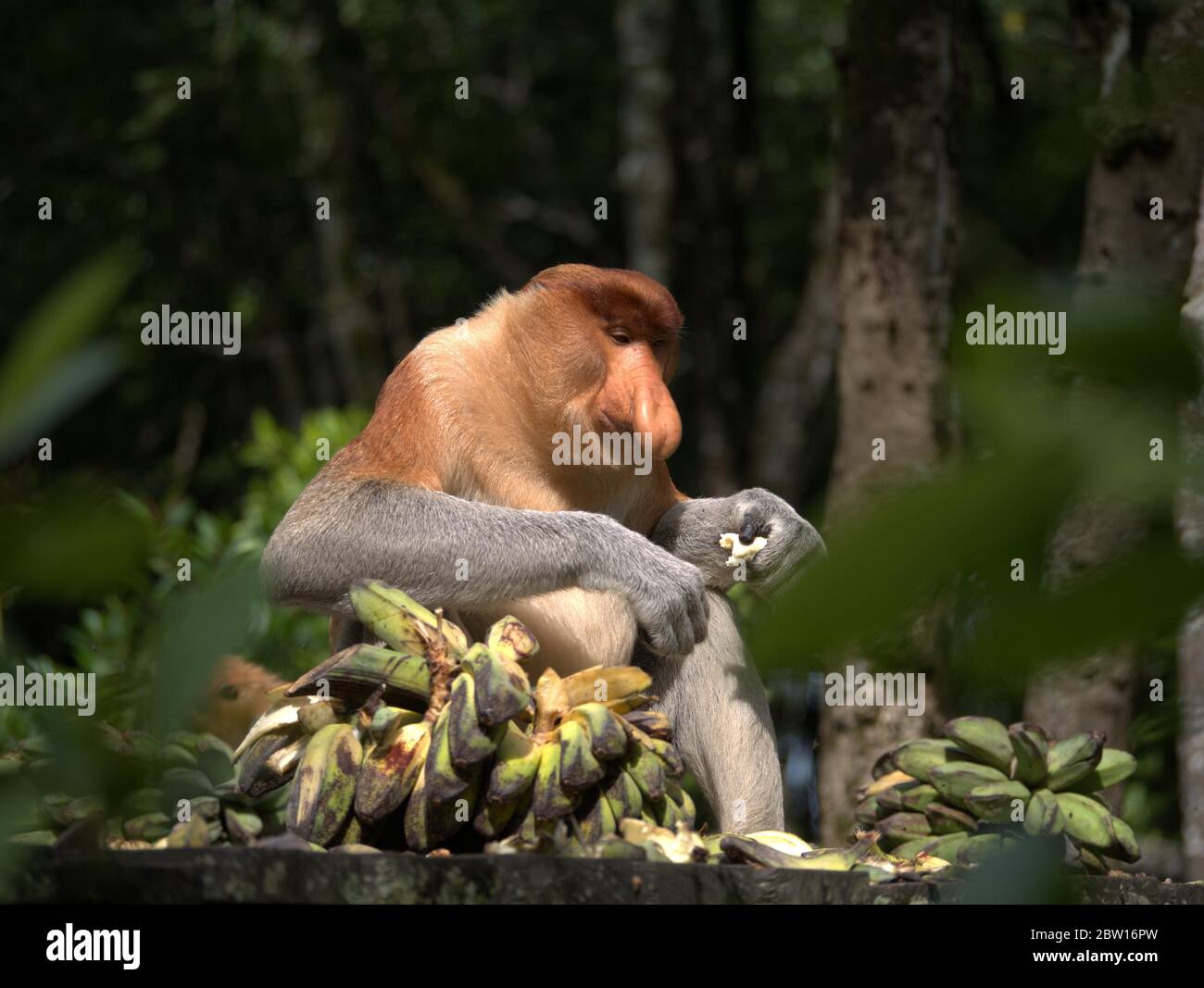 Der Proboscis-Affe isst Bananen Stockfoto