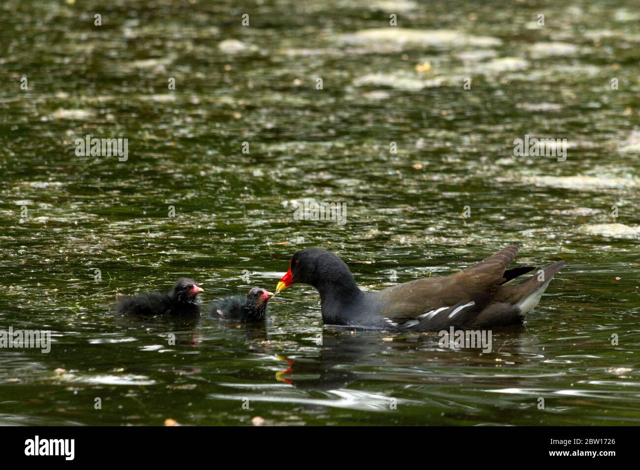 Moorhuhn (Gallinula chloropus) Fütterung von Jungtiere am See, Spar-Garten, Bad Aibling, Oberbayern, Deutschland, Europa. Stockfoto