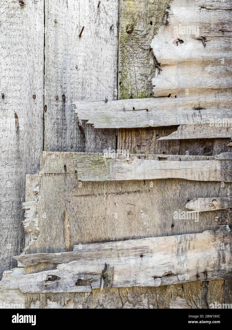 Zerstörung der alten Holzwand. Extreme verwitterte Holzstruktur Stockfoto
