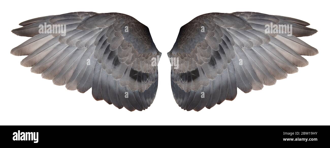 Taubenflügel isoliert auf weißem Hintergrund, mit Schnittwegen. Stockfoto