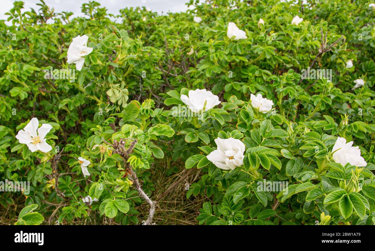 Wild Dog Rose am Strand Stockfoto