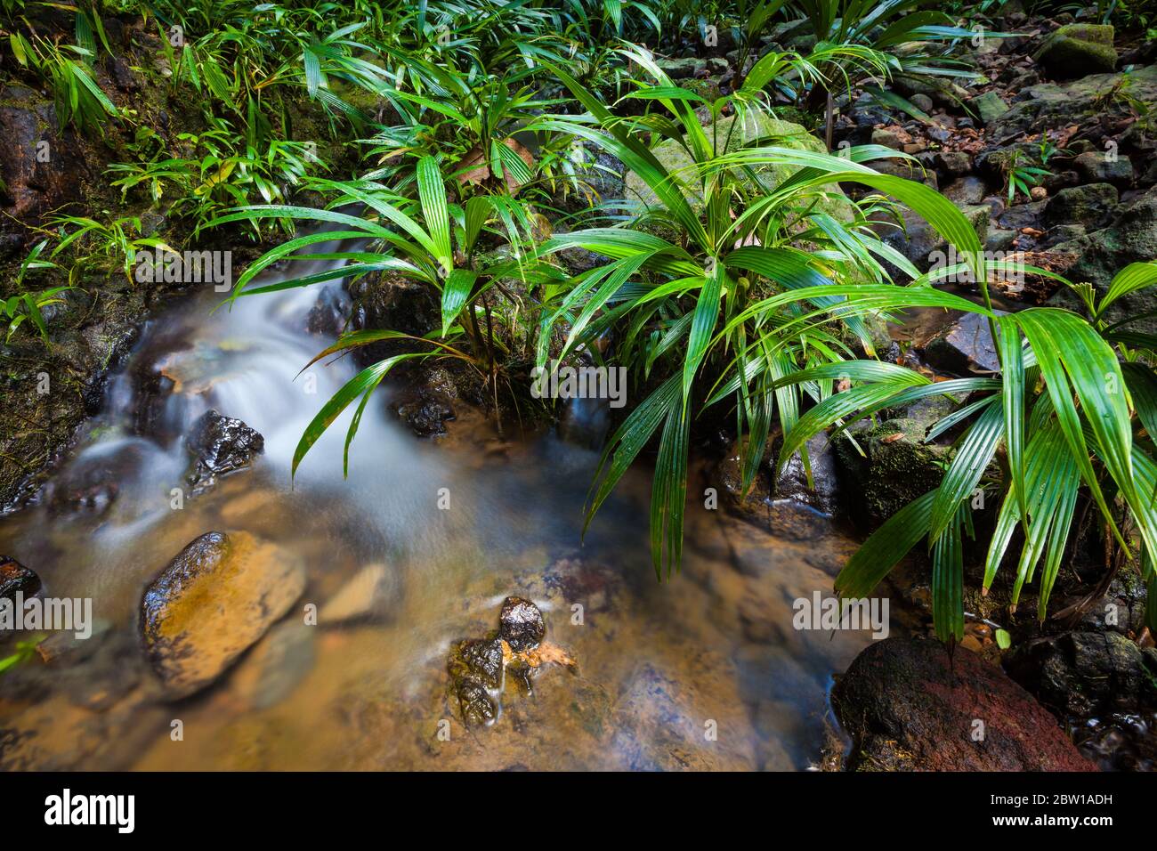 Flusslauf und üppige Vegetation im Unterholz des Regenwaldes in Burbayar privaten Naturschutzgebiet, Panama Provinz, Republik Panama. Stockfoto