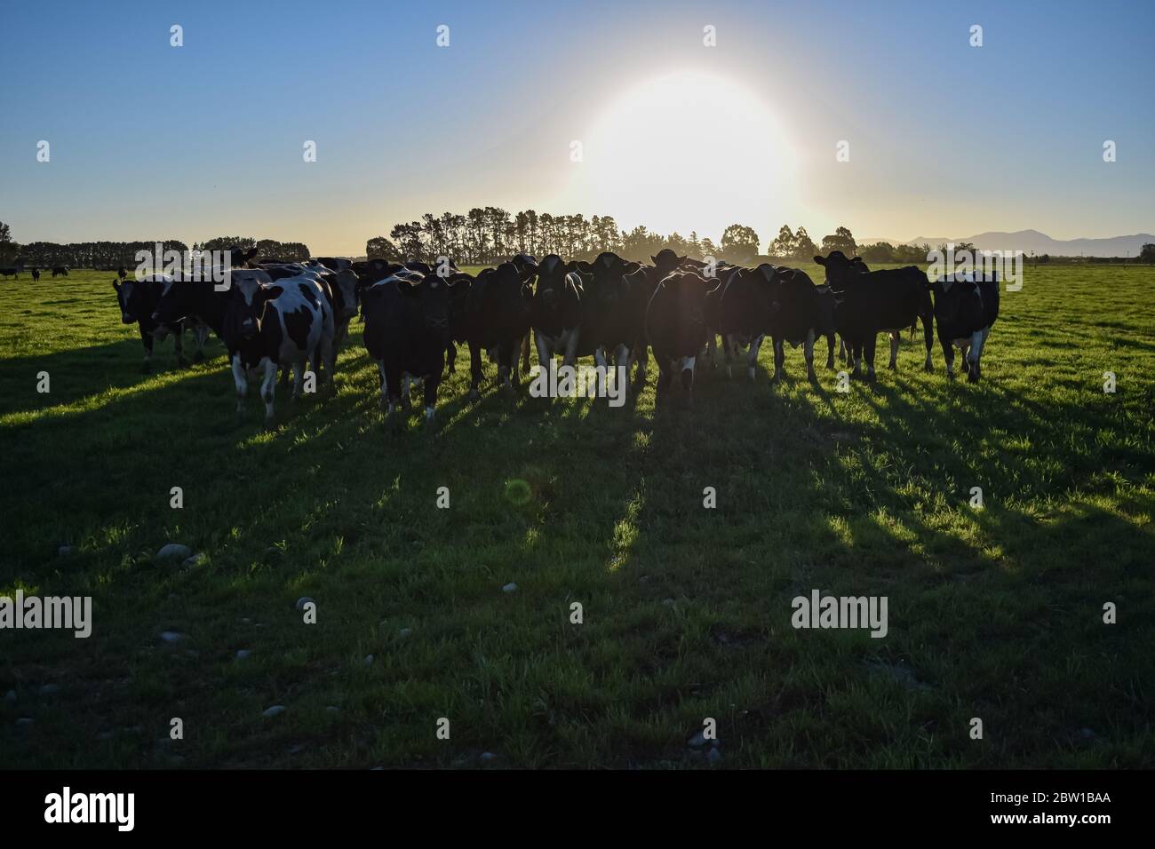 PANORAMA-LANDSCHAFT BLICK AUF FELD VON NEUSEELAND KÜHE, BAUERNHOF UND BERGHINTERGRUND Stockfoto