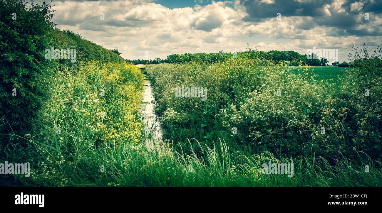 Überwuchert Drainage Deich mit schönen weißen und gelben gefüllt Frühjahrswachstum unter flauschigen Wolken Stockfoto