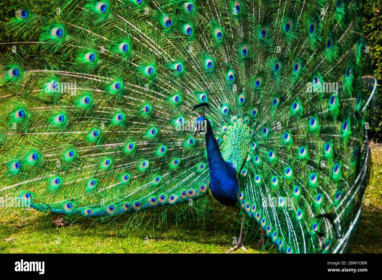 Ein männlicher Pfauen (Peacock) mit seinen schwanzfedern in voller Lüfter anzeigen. Bild in den Gärten von Schloss Warwick. Stockfoto