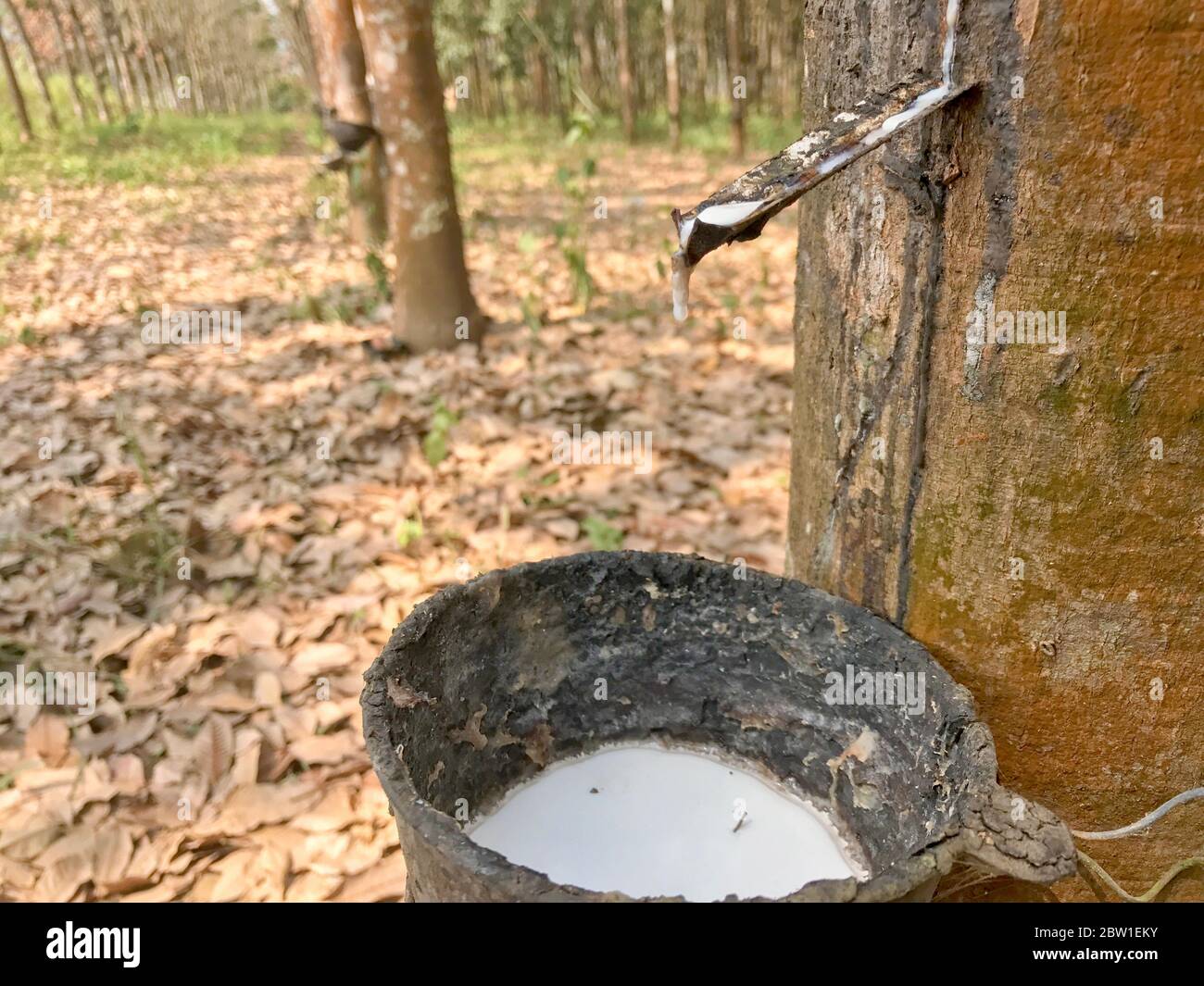 Kautschukplantage Stockfoto