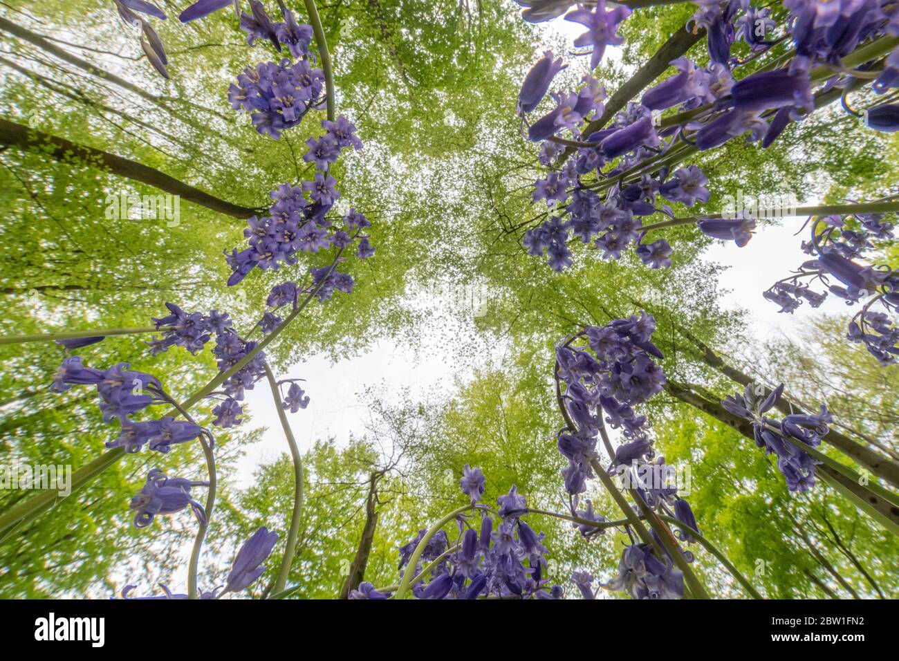 West Woods, Nr Marlborough, Wiltshire, Großbritannien. 1. Mai 2020.Bluebells erreichen an einem sonnigen Maifeiertag in West Woods bei Marlborough den Himmel. Stockfoto
