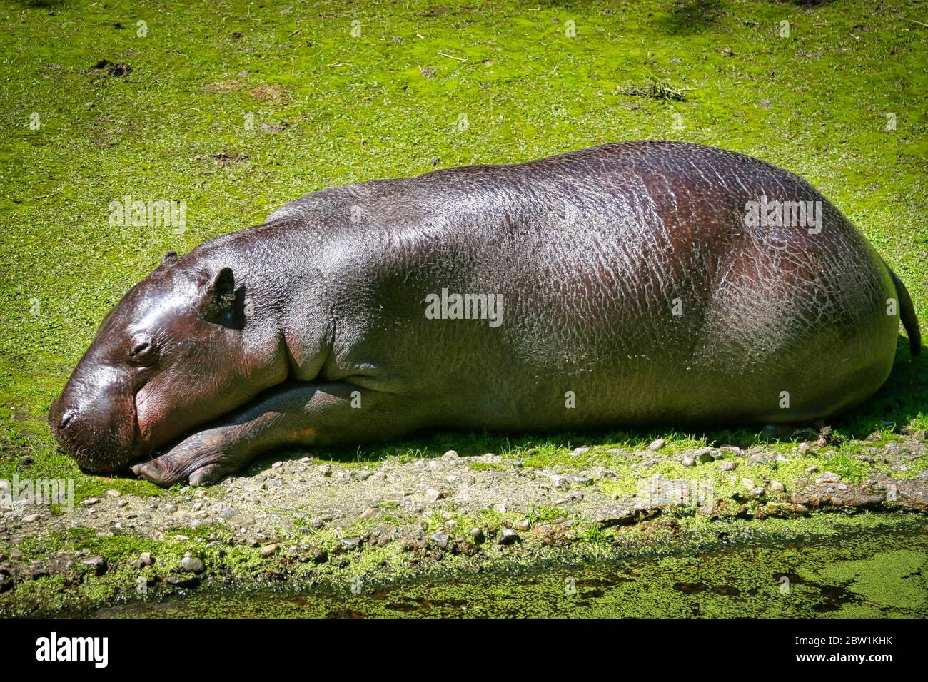 Der glückliche Nilpferd liegt in der Sonne und ruht aus Stockfoto