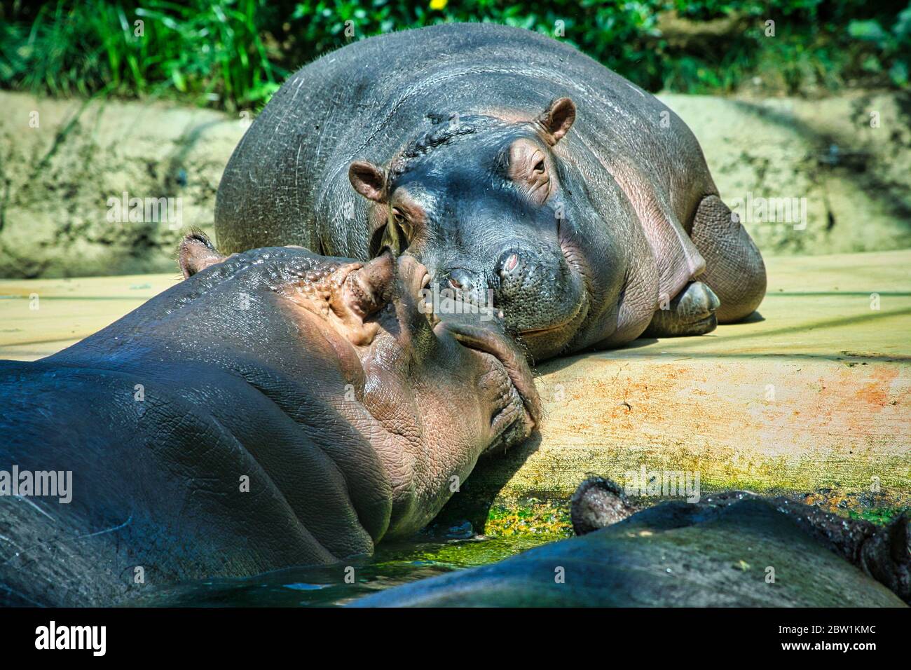 Der glückliche Nilpferd liegt in der Sonne und ruht aus Stockfoto