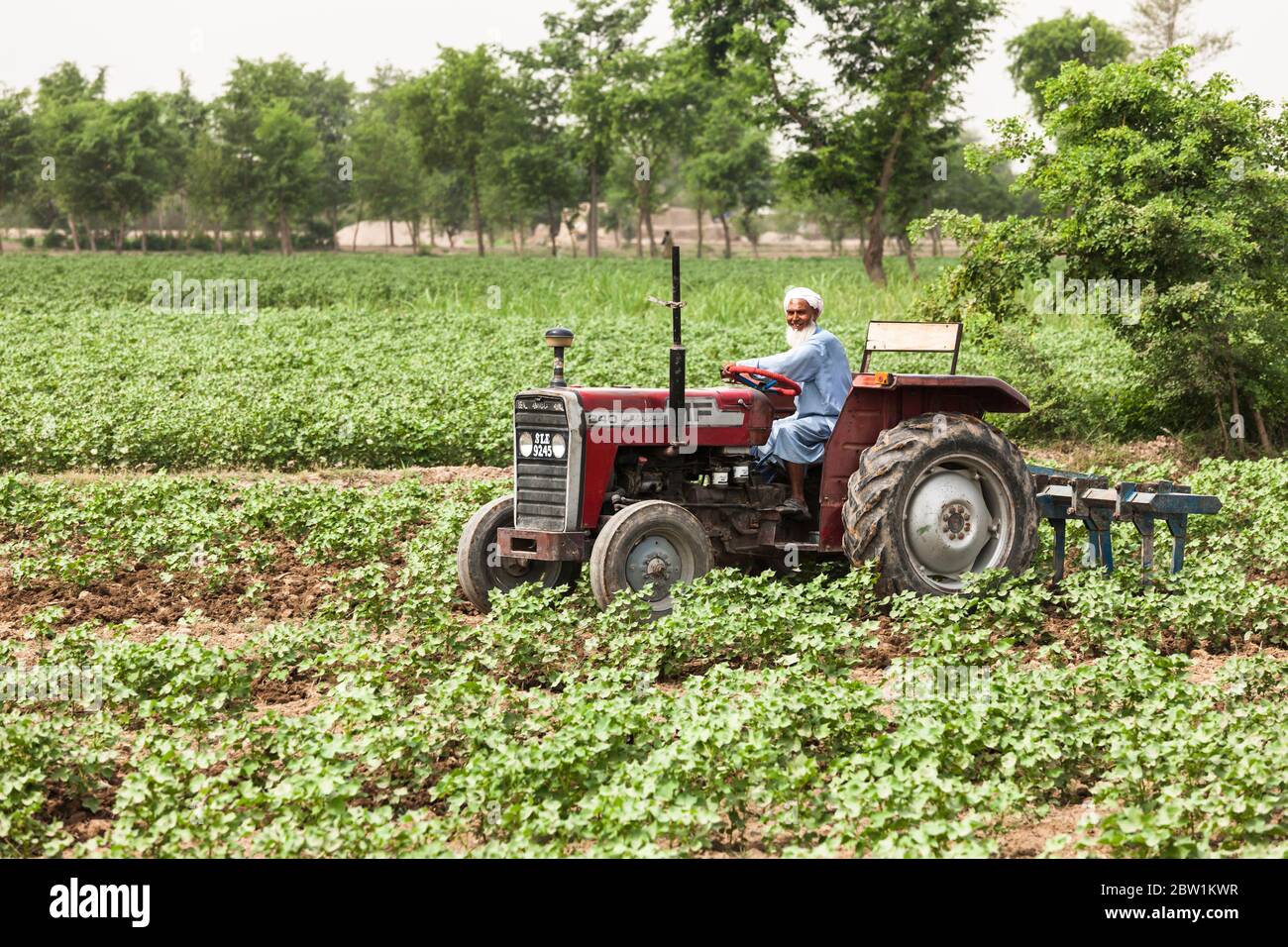 Landwirt, der auf dem landwirtschaftlichen Feld in der Nähe von Kamalia, Toba Tek Singh District, Punjab Provinz, Pakistan, Südasien, Asien Stockfoto