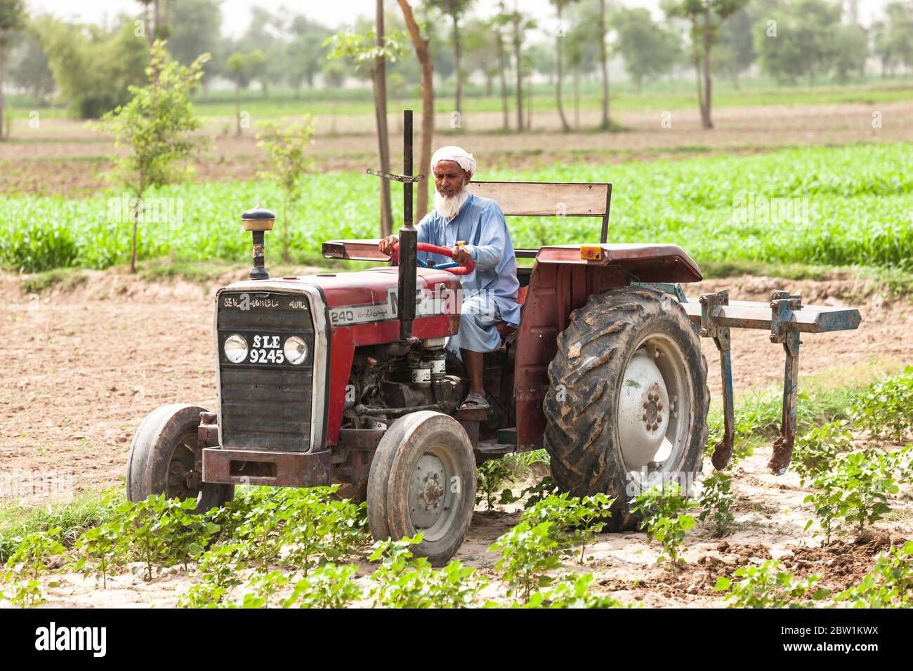 Landwirt, der auf dem landwirtschaftlichen Feld in der Nähe von Kamalia, Toba Tek Singh District, Punjab Provinz, Pakistan, Südasien, Asien Stockfoto
