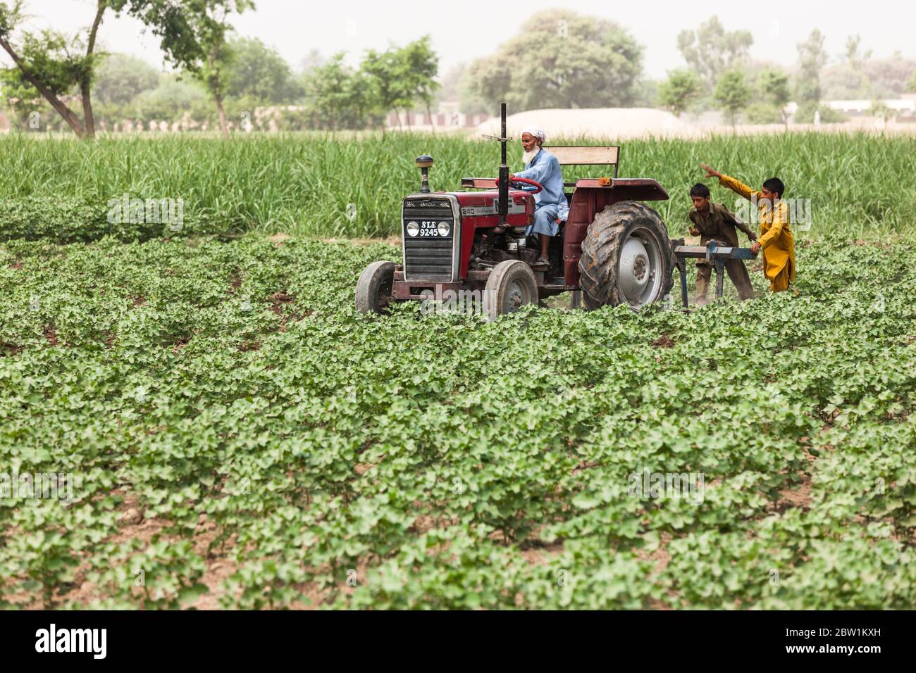 Landwirt, der auf dem landwirtschaftlichen Feld in der Nähe von Kamalia, Toba Tek Singh District, Punjab Provinz, Pakistan, Südasien, Asien Stockfoto