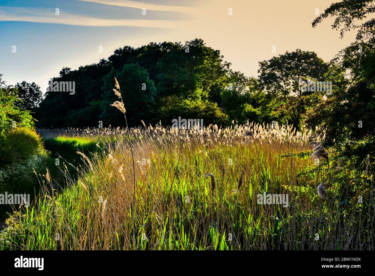 Grantham Canal, Vale of Belvoir Stockfoto