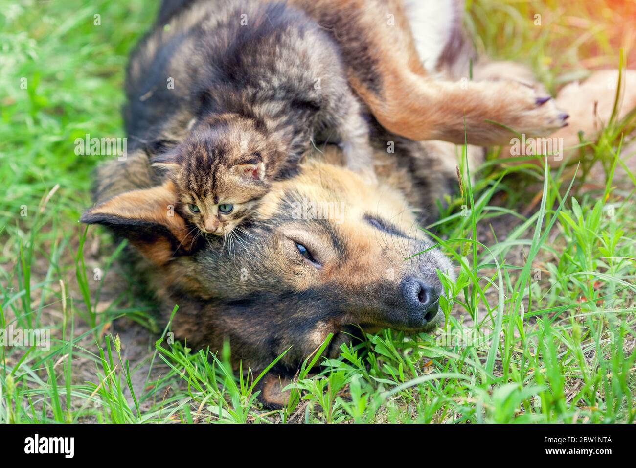 Lustige Haustiere. Hund und Katze besten Freunde spielen zusammen im Freien  auf dem Rasen. Kätzchen liegt auf dem Kopf des Hundes Stockfotografie -  Alamy