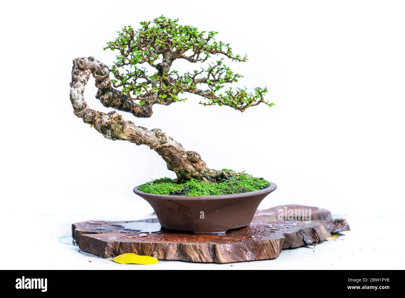 Bonsai-Baum isoliert auf weißem Hintergrund in einer Topfpflanze mit vielen verschiedenen einzigartigen Formen symbolisieren eine Abstraktion im Leben Stockfoto