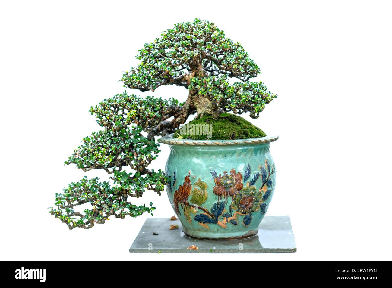 Bonsai-Baum isoliert auf weißem Hintergrund in einer Topfpflanze mit vielen verschiedenen einzigartigen Formen symbolisieren eine Abstraktion im Leben Stockfoto