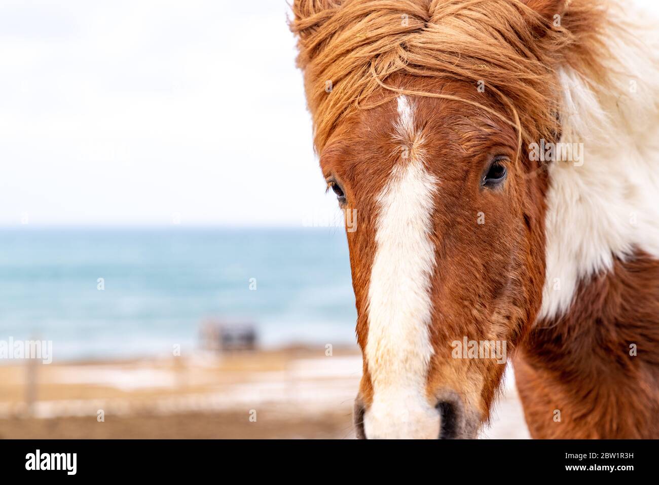 Nahaufnahme eines braunen und weißen Pferdes, das in die Kamera schaut. Der Wind weht durch seine Mähne und das Meer ist im Hintergrund zu sehen. Stockfoto