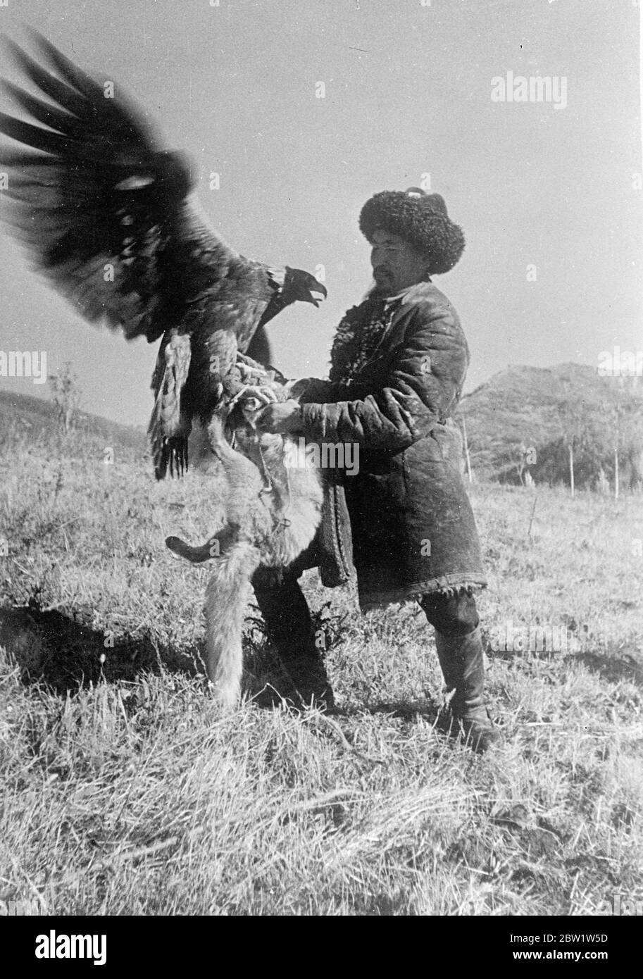 Der Adler bringt seine Beute nach Hause. In der bergigen Staat Kasachstan, nicht weit von der Grenze der Sowjetunion und Westchina, Fuchsjagd wird mit geschulten Goldenen Adler, Raubvögel, die zu den heftigsten und stärksten auf der Erde sind getan. Diese Bilder sind wahrscheinlich die ersten, die jemals von diesem bemerkenswerten Sport gemacht wurden. Der Vogel, trägt Scheuklappen, wartet geduldig, bis der Jäger ein Tier aus der Reichweite seiner Waffe erblicken. Die Scheuklappen werden dann entfernt, der Adler breitet seine mächtigen Flügel aus und fliegt in die Luft, bis er, nachdem er seine Beute gesichtet hat, swoops. Das Opfer ist oft Stockfoto