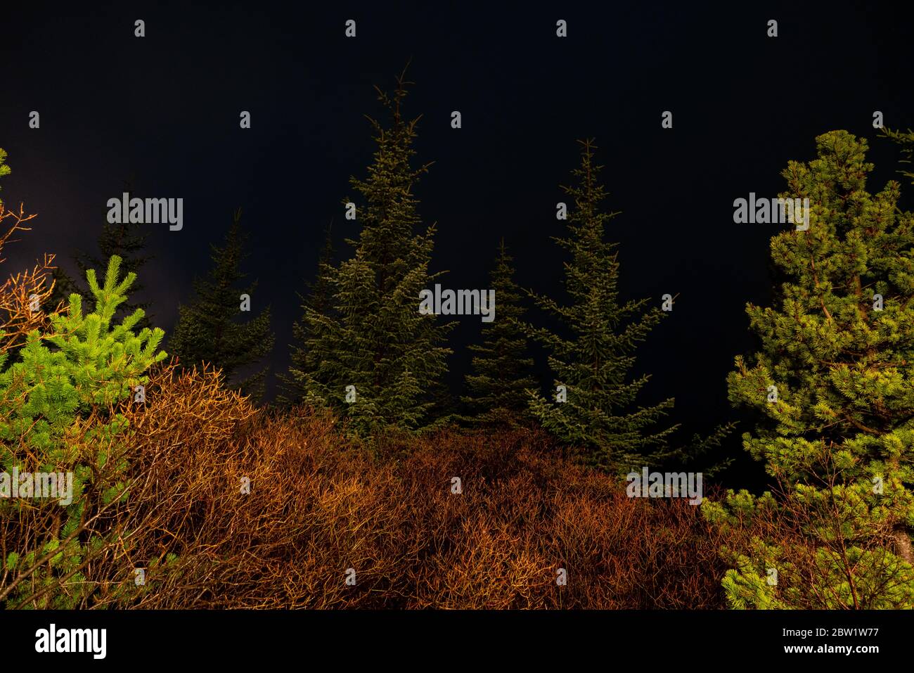 Beleuchtete Evergreens in der Dunkelheit Stockfoto