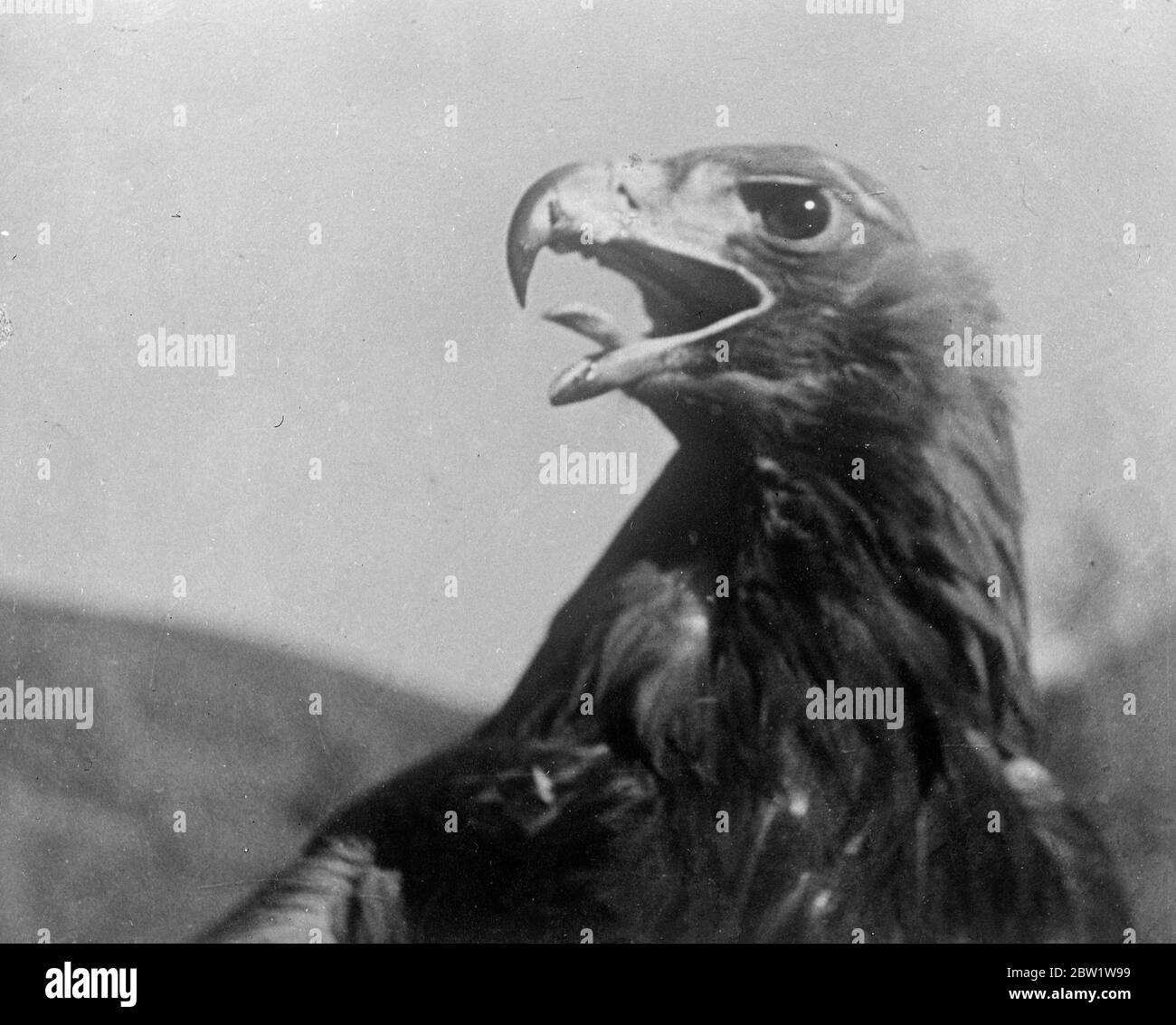 Der Goldene Adler wartet auf die Jagd. In der bergigen Staat Kasachstan, nicht weit von der Grenze der Sowjetunion und Westchina, Fuchsjagd wird mit geschulten Goldenen Adler, Raubvögel, die zu den heftigsten und stärksten auf der Erde sind getan. Diese Bilder sind wahrscheinlich die ersten überhaupt von diesem bemerkenswerten Sport gemacht. Der Vogel, trägt Scheuklappen, wartet geduldig, bis der Jäger ein Tier aus der Reichweite seiner Waffe erblicken. Die Scheuklappen werden dann entfernt, der Adler breitet seine mächtigen Flügel aus und fliegt in die Luft, bis er, nachdem er seine Beute gesichtet hat, swoops. Das Opfer ist oft kil Stockfoto