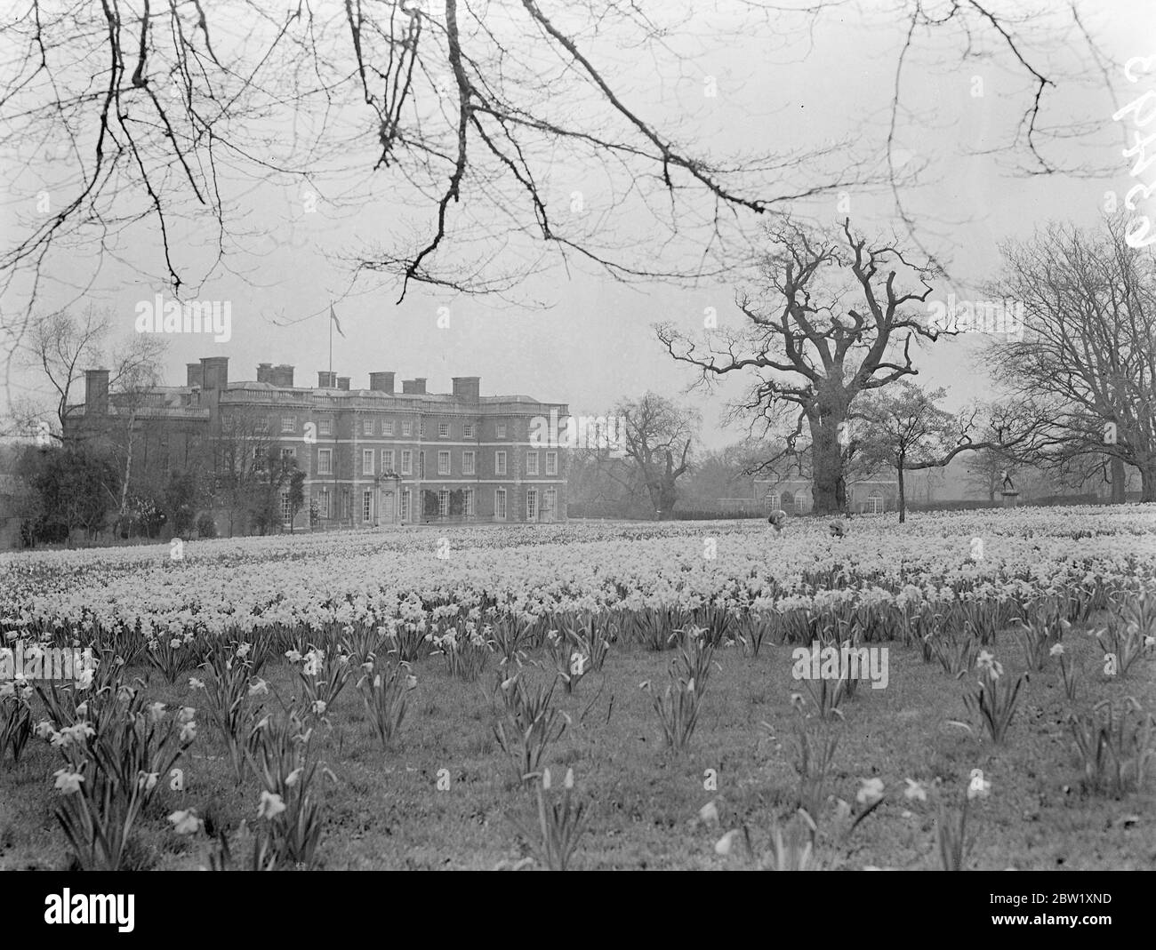 Die Öffentlichkeit kann jetzt wunderbare Narzissendarstellung im Haus von Sir Philip Sassoon sehen. Am ersten Donnerstag in diesem Jahr, die schönen Gärten im Trent Park, Cockfosters, Heimat von Sir Philip Sassoon, BT. MP wurden der Öffentlichkeit zugänglich gemacht. Die Gärten sind jeden Donnerstag bis Juli 29 geöffnet. Damit die Öffentlichkeit die brillante Darstellung von Narzissen genießen kann, sind die Gärten auch am Samstag- und Sonntagnachmittag geöffnet. Foto zeigt: Die wunderbare Weite der Narzissen in den Gärten von Trent Park. 15 Mai 1937 Stockfoto