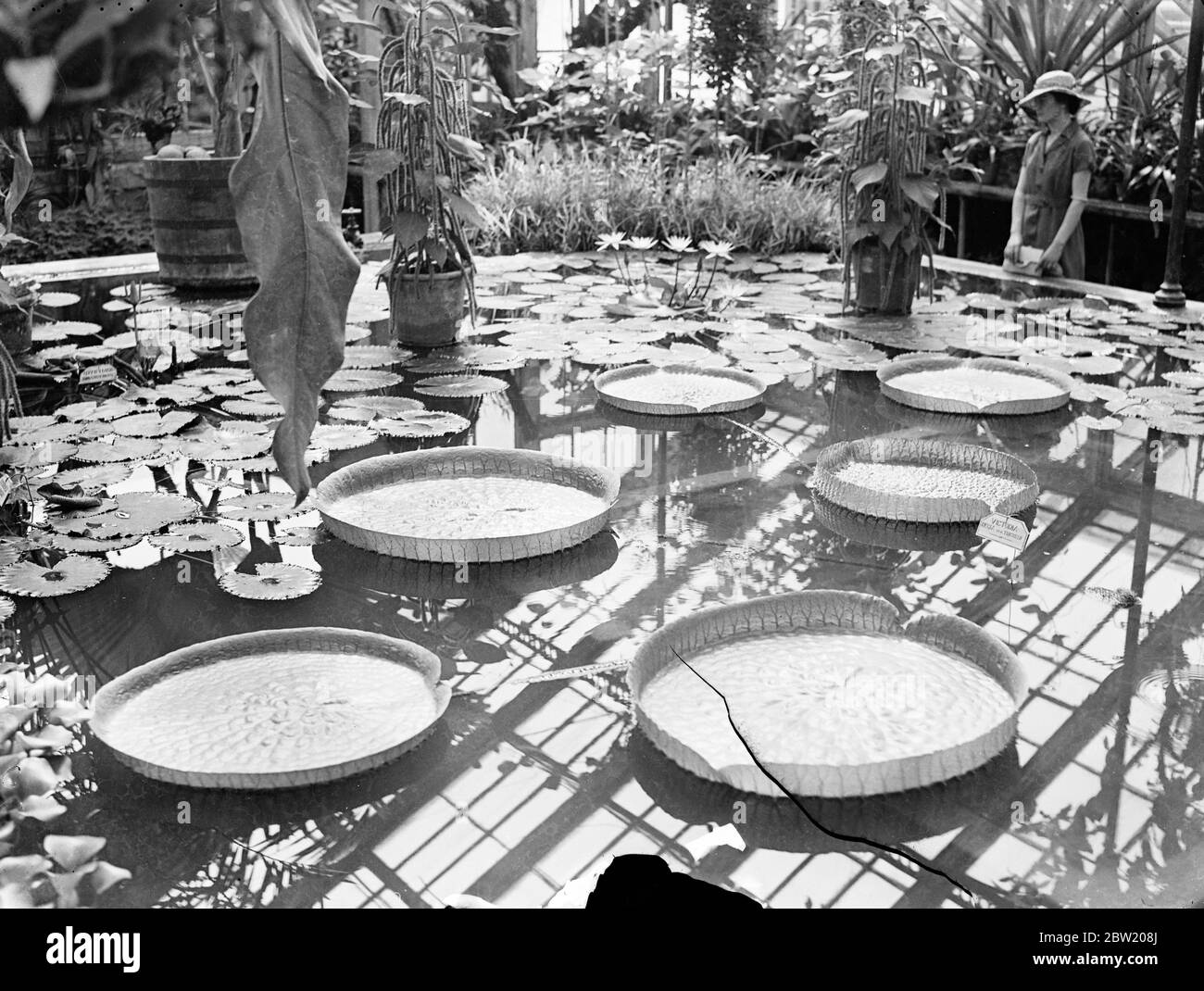 Eine neue Sorte von gigantischen Seerose, die diesen Durchmesser von 1/2 ft erreicht, wurde zum ersten Mal in den heißen Häusern angebaut Kew Gardens die Seerose ist als die trickrige Sorte der Victoria Reggie bekannt. 21 Juli 1937 Stockfoto