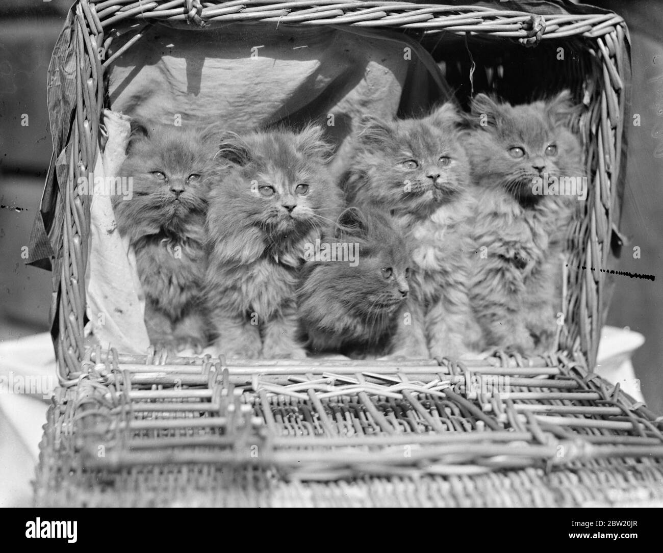 Ein Wurf von neun Wochen alten Blauen Perserkatzen. Junge Aristokraten der Katzenwelt sind auf der Show des Kensington Kitten Clubs zu sehen, die in Knightsbridge zu sehen ist. 14 Juli 1937. Stockfoto