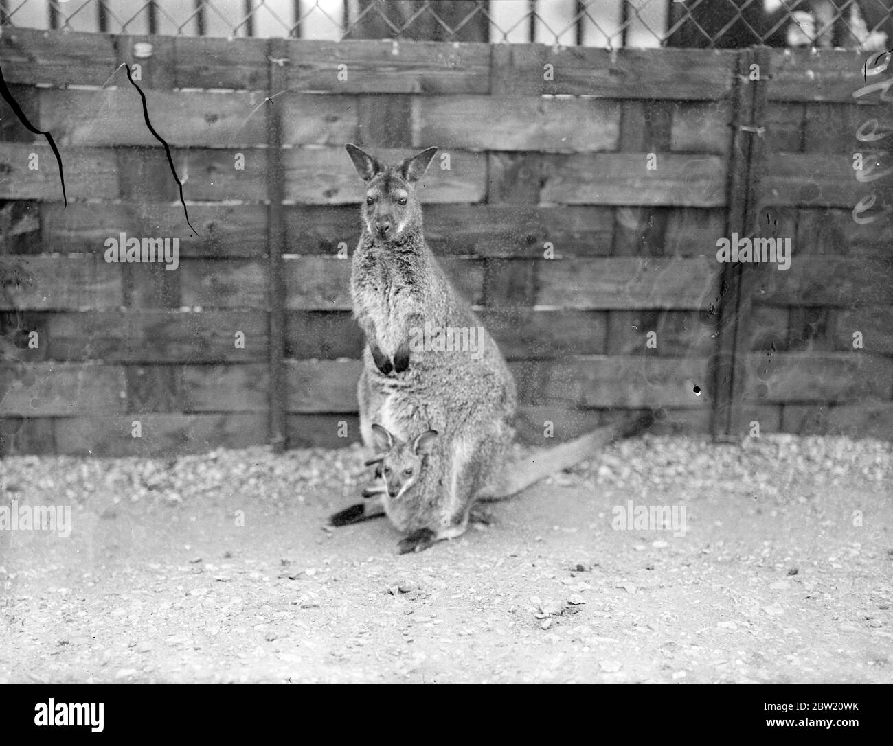 Der vier Monate alte Wallaby aus der Tasche seiner Mutter in seiner seltsamen Umgebung, dem London Zoo. 20 Juli 1937 Stockfoto