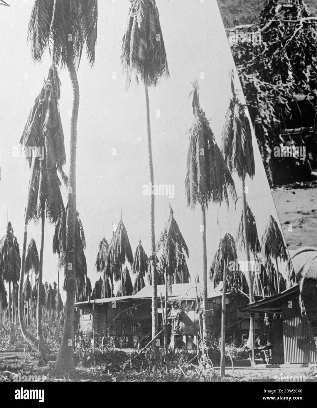 Erste Bilder von der Vulkankatastrophe auf der Insel Neuguinea. Drei Vulkane, zwei auf der Insel Vulcan und einer auf der Insel Matupi, brachen heftig unter Bimsstein und Schlamm auf den Dächern der Hauptstadt Rabaul der Insel Neubritanien in Neuguinea aus. Foto zeigt: Kokospalmen stark beschädigt durch Vulkanasche in Rabaul. 18 Juni 1937 Stockfoto