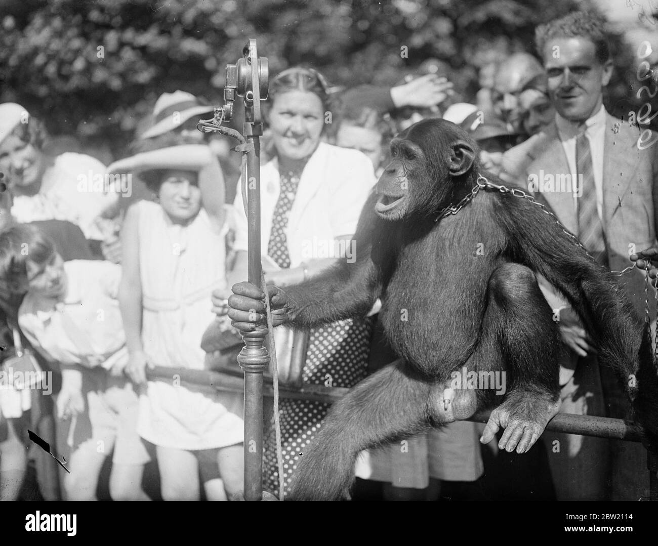 Jackie, ohne ein Zeichen von Mikrofonerschreck, aus dem Zoo ausgestrahlt. Umgeben von bewundernden Publikum von Kindern, sendeten die Schimpansen ihre Tee-Party aus London Zoo. 16 Juli 1937. Stockfoto