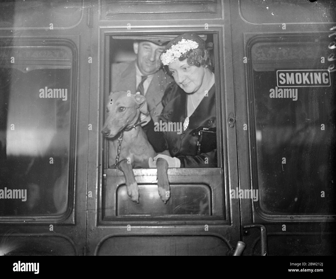 Ballyhennesey Sandhills, der irische Windhund, für den ein Rekordpreis gezahlt wurde, kam von Irland aus am Bahnhof Euston an und wurde von seiner neuen Besitzerin, Frau J. F, begrüßt. Cearns. 20 Juli 1937 Stockfoto