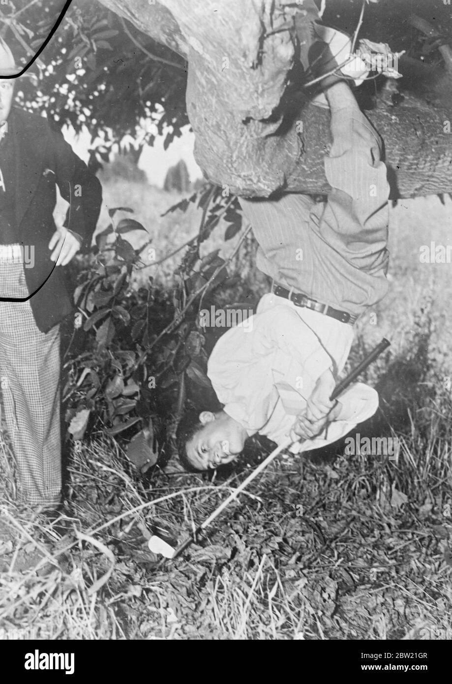 Frank Strafaol, seine Beine um einen Baum gekräuselt, nimmt eine Affen-ähnliche Haltung, wie er einen genialen Schuss während einer Golfmeisterschaft im Alderwood Country Club, Portland Oregon, USA. September 1937.[?] Stockfoto