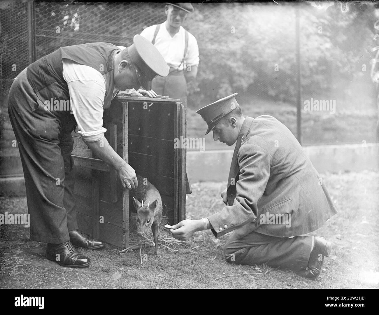 Micky, der südafrikanische Pudu Deer, der einzige seiner Art in Gefangenschaft, ist jetzt wieder in seinem Gehege auf der Middle Bank im London Zoo. Er kehrt aus dem Zoo-Krankenhaus ins öffentliche Leben zurück. September 1937 Stockfoto