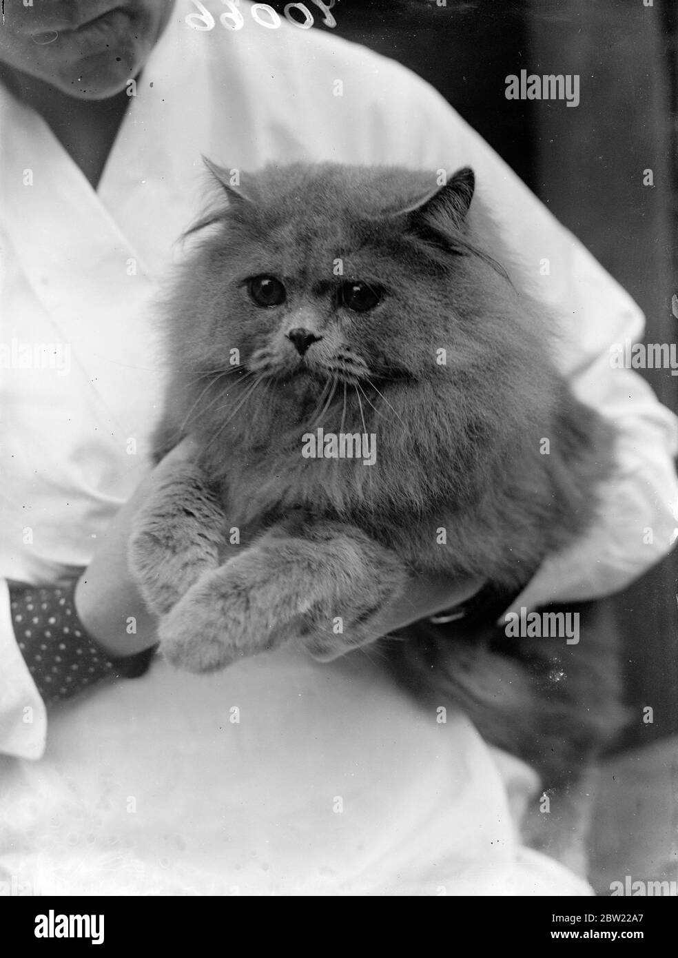 Die siebte jährliche Ausstellung der persischen Katzengesellschaft ist in der heiligen Trinity Hall, große Portland Street London im Gange. Der prächtige Heather Land Blue Boy beurteilt Champion Kater auf der Show und Gewinner der drei ersten Preise, die er von Mrs Akew gehört. Oktober 1937. Stockfoto