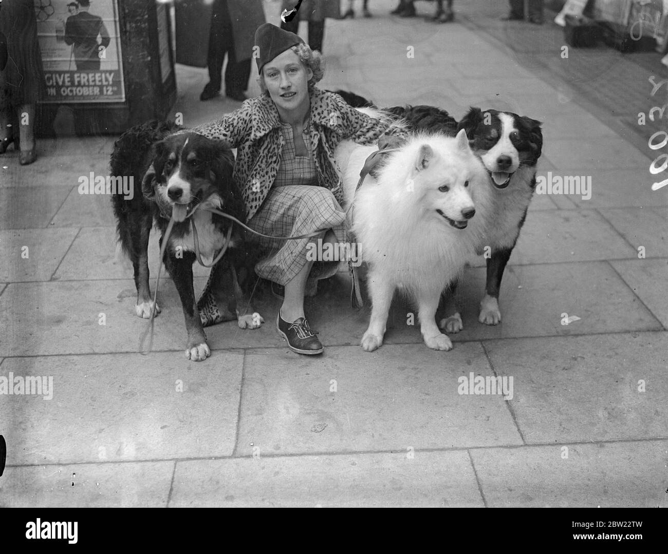 Miss Irene Perry mit ihren Berner Sennenhunden. 3,041 Hunde, darunter viele ausländische Einsendungen, sind auf der Hundeschau des Zwinger-Clubs zu sehen, die in Olympia, London eröffnet wurde. Es gibt eine Vielzahl von Rassen auf der Show. Oktober 1937. Stockfoto