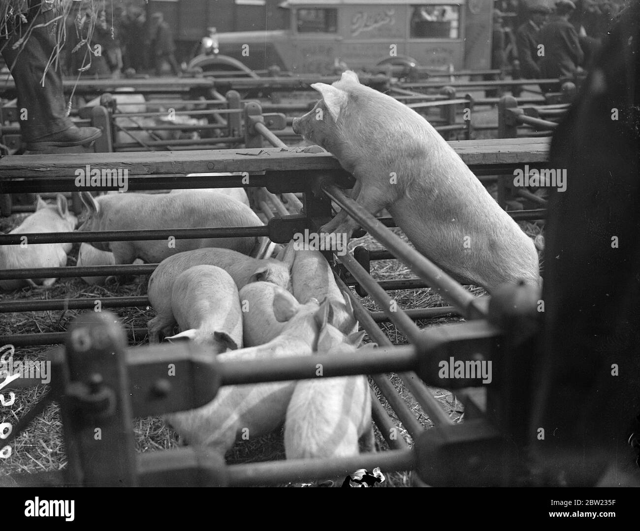 Ein Schwein, dessen Traber fest auf den Schienen gepflanzt sind, scheint vor der Ankunft des Auktionators im Romford Market Essex den schnellsten Weg aus dem hohen Stift zu suchen. 23. September 1937 Stockfoto