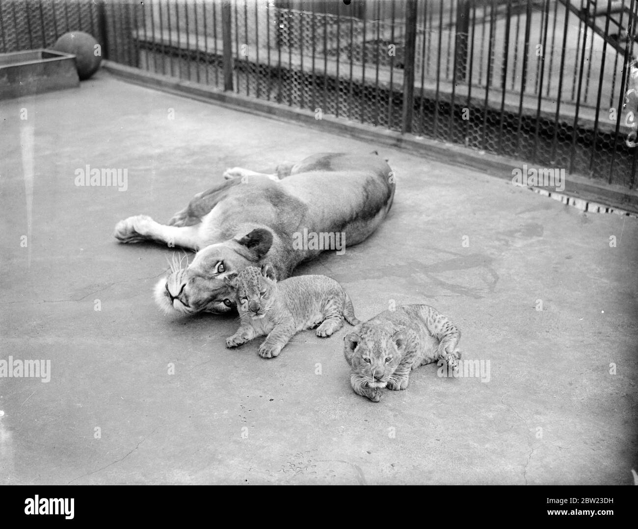 Max, Kopf gegen seine Mutter, Juno, schlafend Augen Bruder Climax. Das Aufwachen aus dem Morgenschlaf ist für die acht Wochen alten Löwenzwillinge im London Zoo fast ein Ritual. Juli 1937. Stockfoto