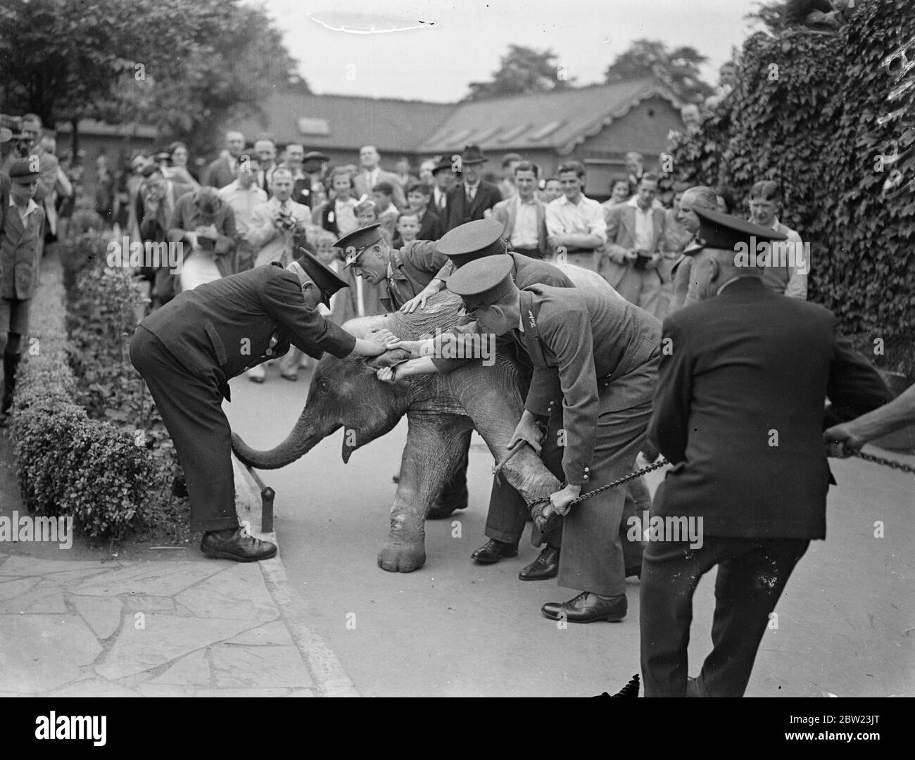 Baba, der kleine Elefant, der erst 18 Monate alt ist, weigerte sich, alle Bemühungen der Londoner Zoo-Tierpfleger zu machen, ihn vom Sanatorium in die Pet's Corner zu bringen. Es dauerte die Bemühungen mehrerer Keeper zum Erfolg. 21 Juli 1937 Stockfoto